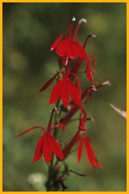 Cardinal Flower