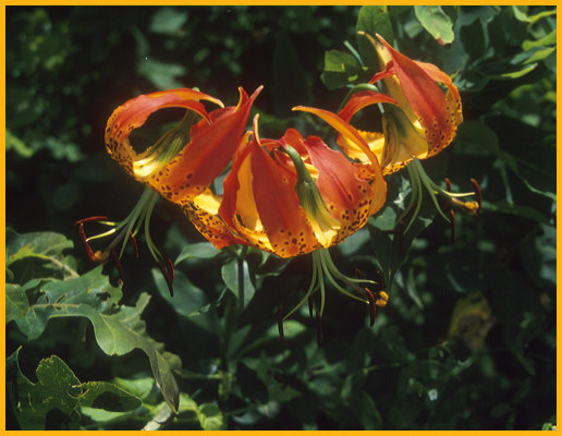 Carolina Lily