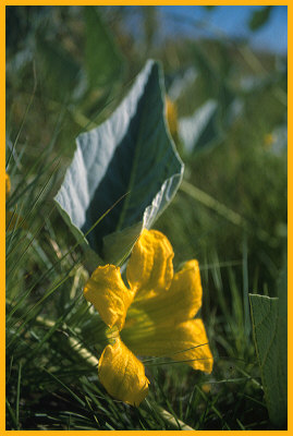 Buffalo Gourd