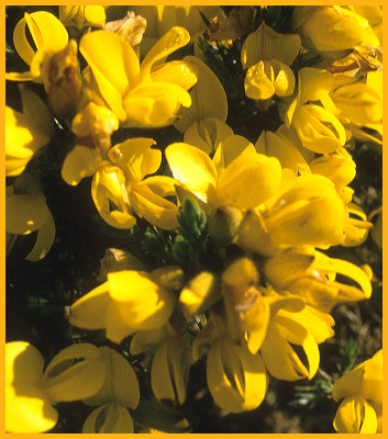 Gorse