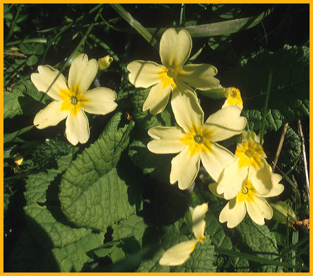 Wild Flowers of the Burren