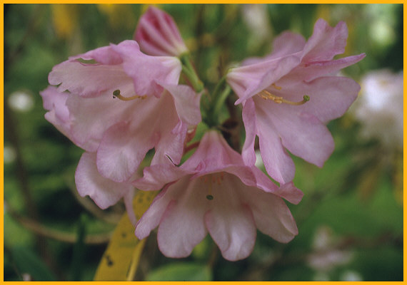 Rhododendron