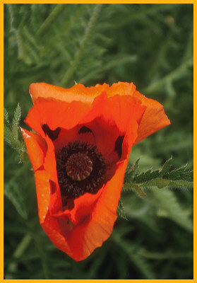 Orange Poppy