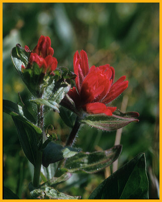 Alpine Paintbrush