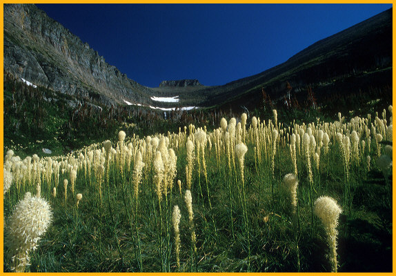 Bear Grass