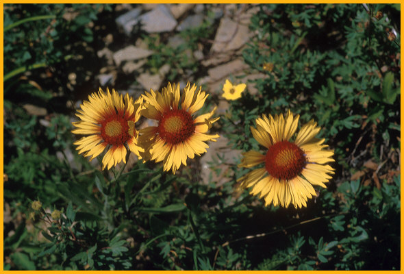 Yellow Alpine Flowers