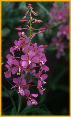 Fireweed