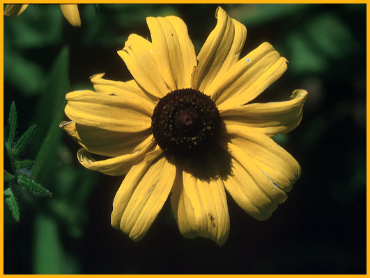 Blackeyed Susan