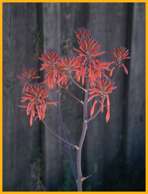 Agave