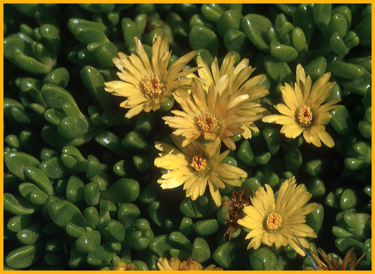 Ice Plant