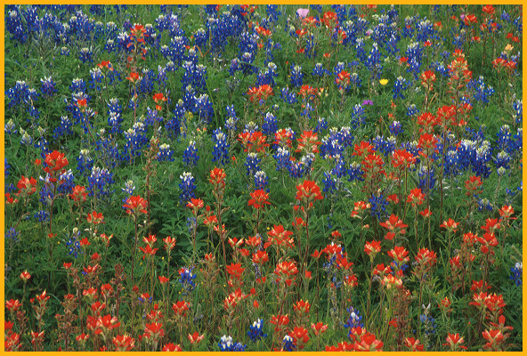 Bluebonnets &  Indian Paintbrush