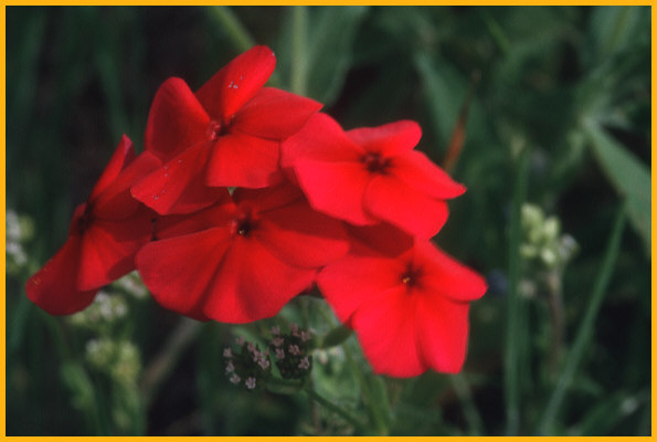 Red Drummond Phlox