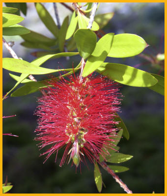 Bottle Brush
