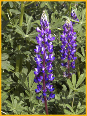 Arroyo Lupine