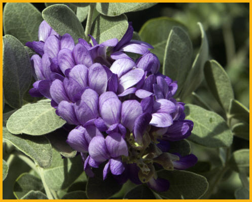 Texas Mountain Laurel