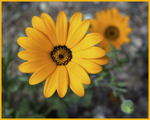 Desert Daisy