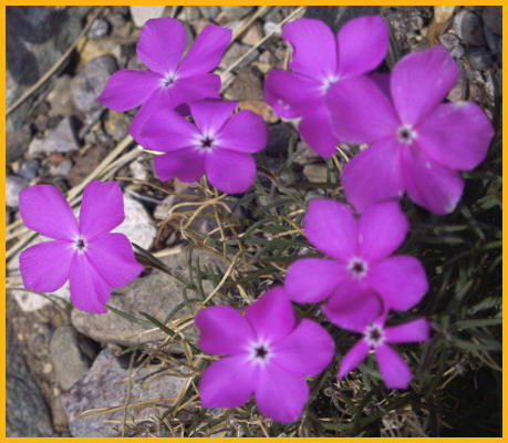 Trailing Phlox
