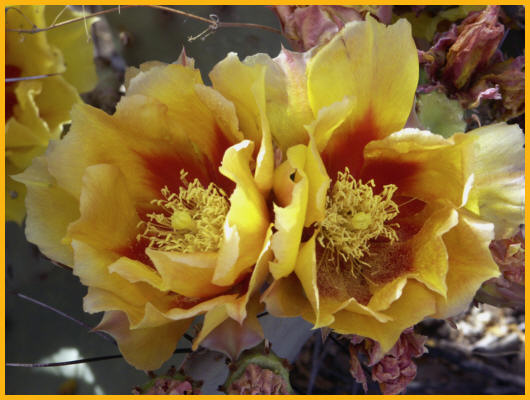 Prickley Pear Cactus