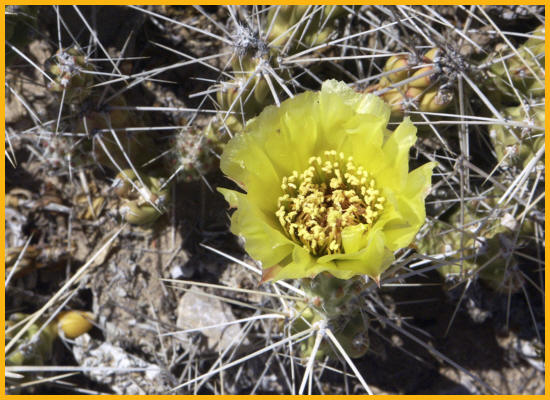 Devil Cholla