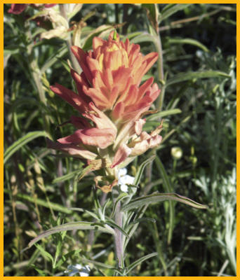 Texas Paintbrush
