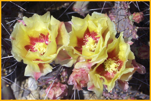Purple Prickley Pear