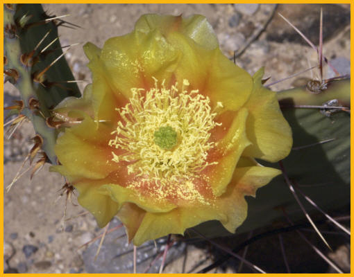 Prickley Pear
