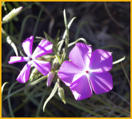 Santa Fe Phlox