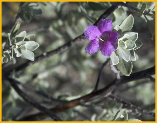 Gregg's Dalea