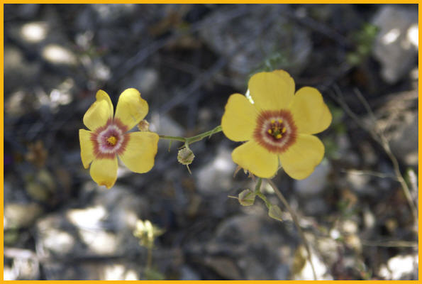 Desert Gold