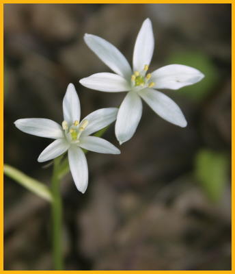 Star-of-Bethlenem