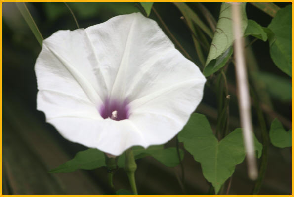 Common Morning Glory