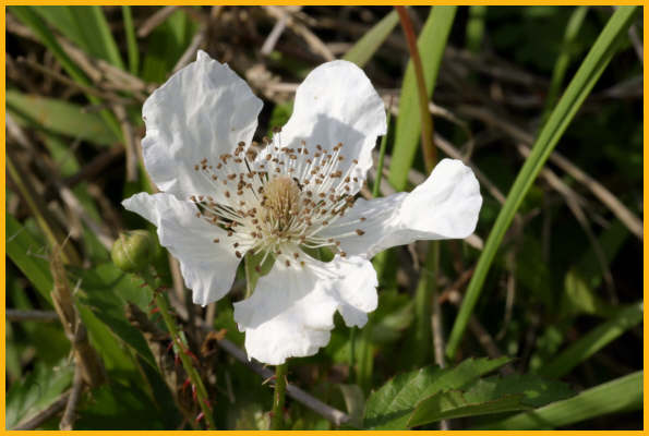 Wild Strawberry