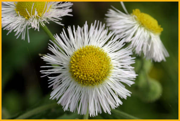 Eastern Daisy Fleabane