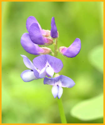 Buffalo Peas