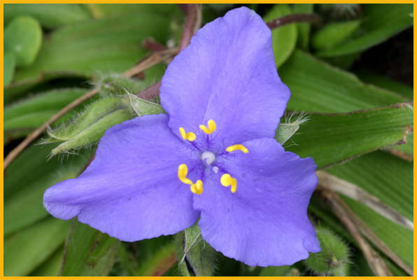 Western Spiderwort