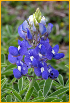 Texas Bluebonnet