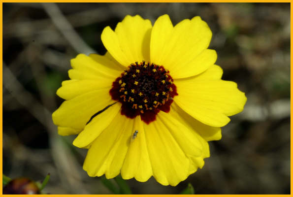 Garden Coreopsis