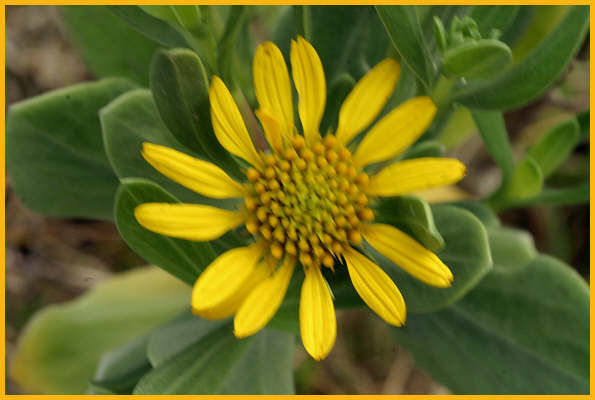 Sea Daisy