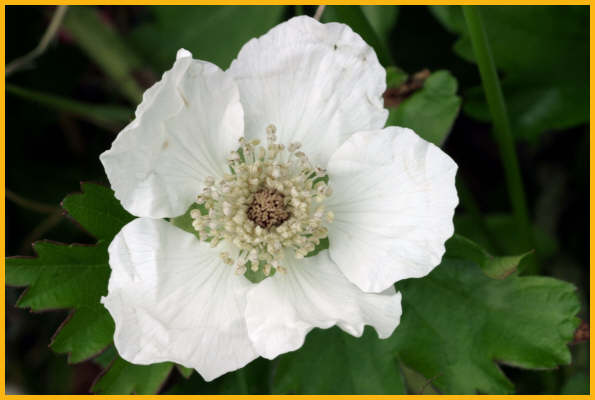 Cherokee Rose