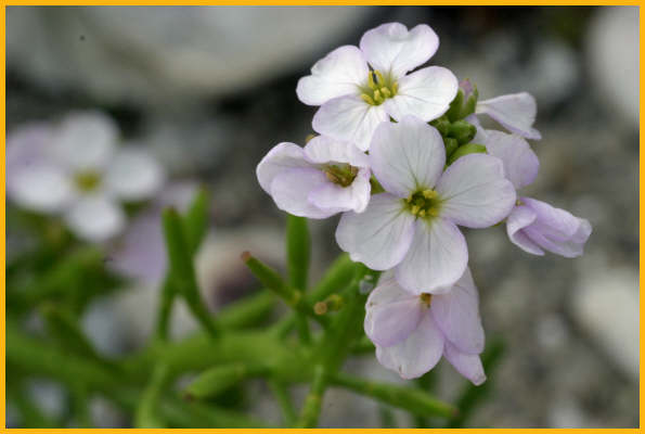 Spring Cress