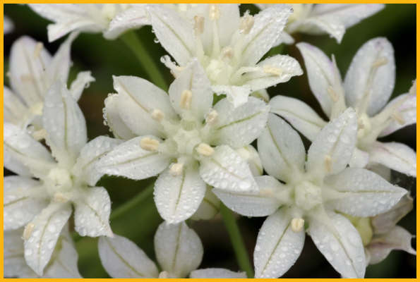Wild Garlic