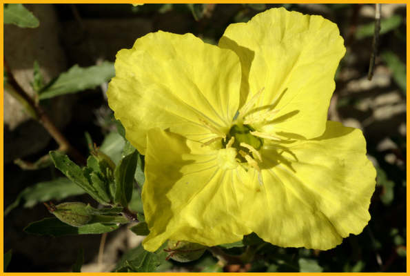 Missouri Primrose