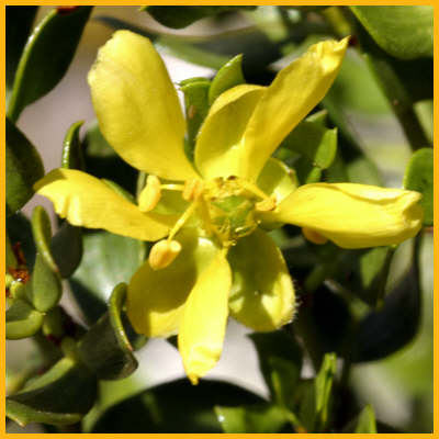 Creosote