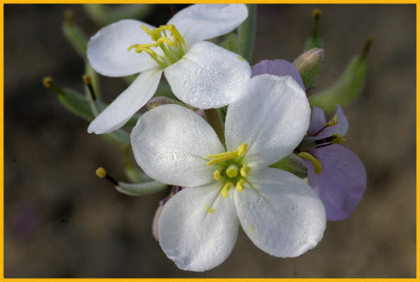 Pale Meadow Beauty