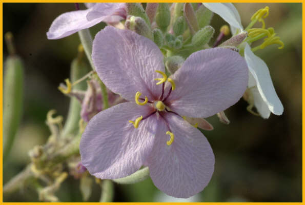 Pale Meadow Beauty
