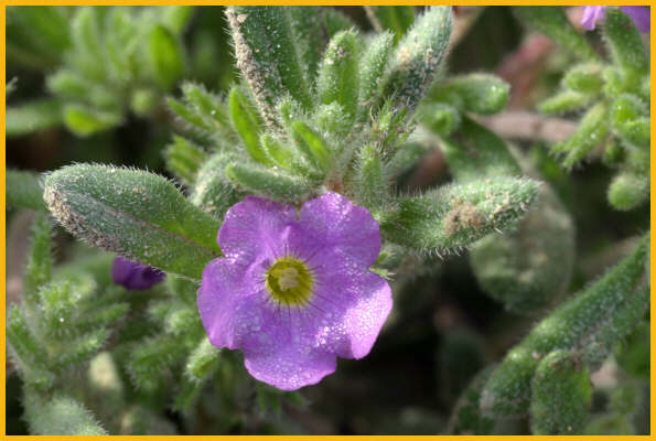 Woolly Locoweed