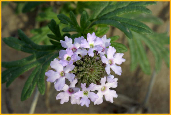 Prairie Verbena