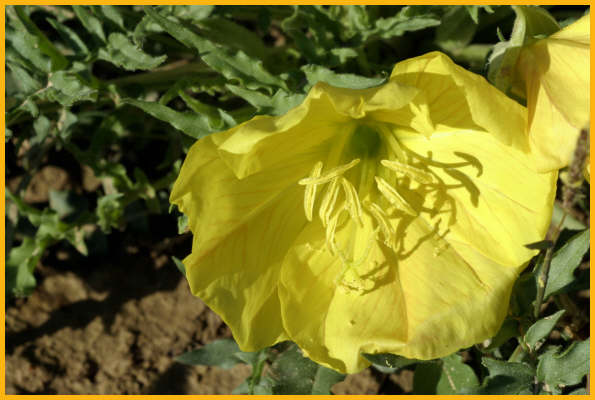 Sundrops