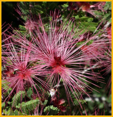 Fairy Duster