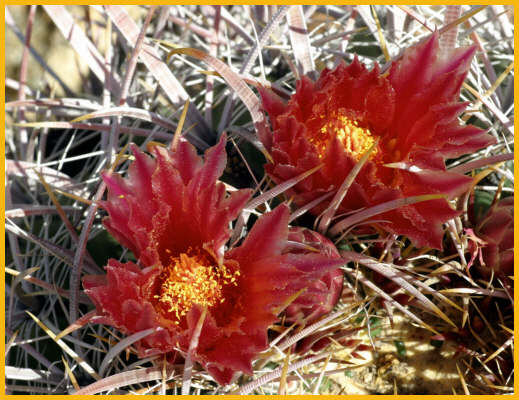 Fendler's Hedgehog Cactus
